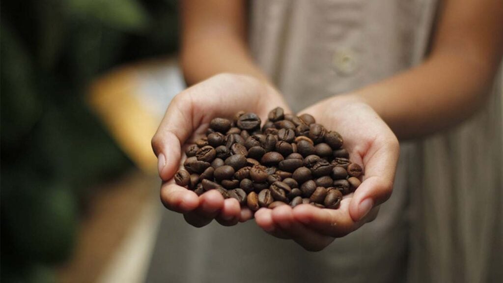 Types of Coffee Beans and Characteristics